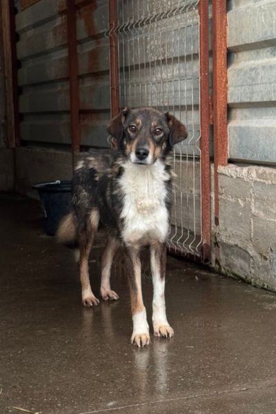 Junghündin Olea steht im Zwinger und schaut neugierig in die Kamera