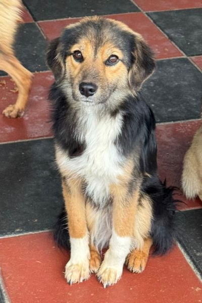 Hündin Nalani in der Tötungsstation