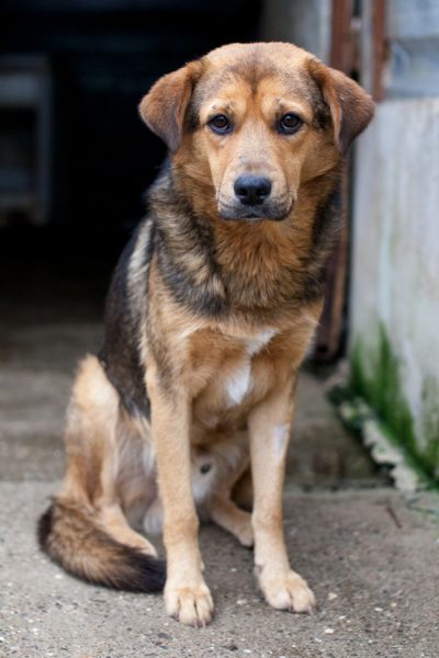 Malte schaut traurig in die Kamera