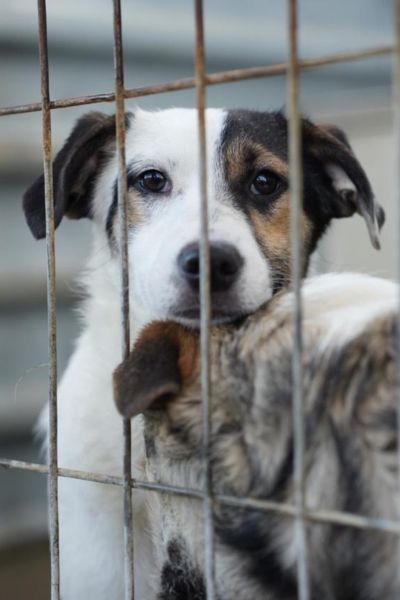 Die weiß-braune Junghündin Sesam steht am Zwingergitter und schaut sehnsüchtig nach draußen