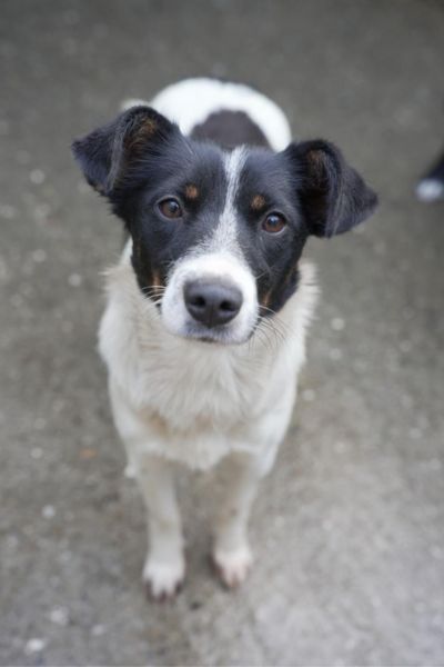 Die schwarz-weiße Hündin Esther steht im Zwinger und schaut hoffnungsvoll nach oben in die Kamera