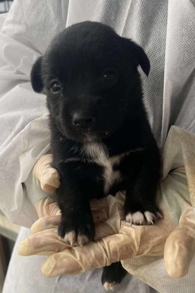 Welpe Mahina wird in die Kamera gehalten