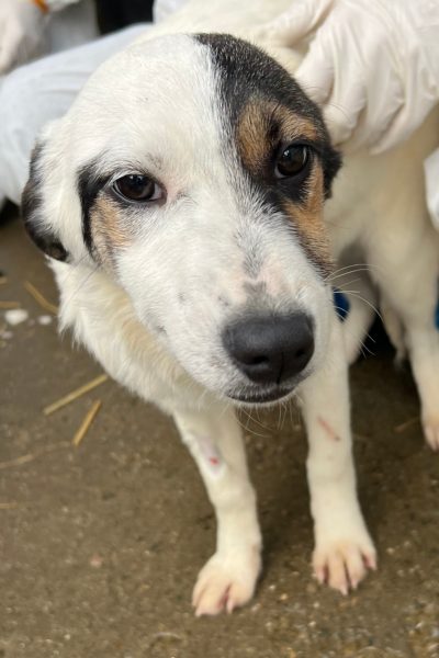 Sesam wird von den Pfleger:innen gehalten