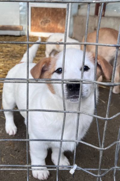 Miranda schaut durch das Gitter im Zwinger