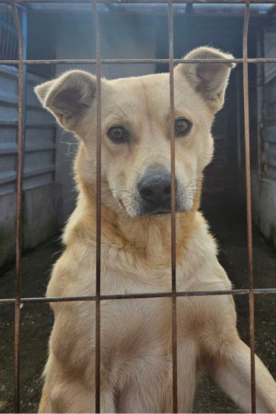Hündin Amanda schaut hoffnungsvoll durchs Gitter.
