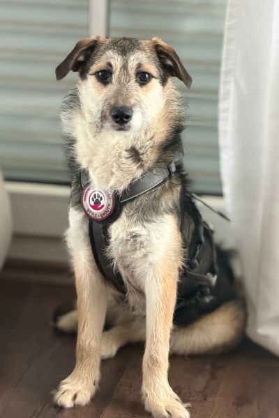 Halloumi sitzt und schaut neugierig in die Kamera.