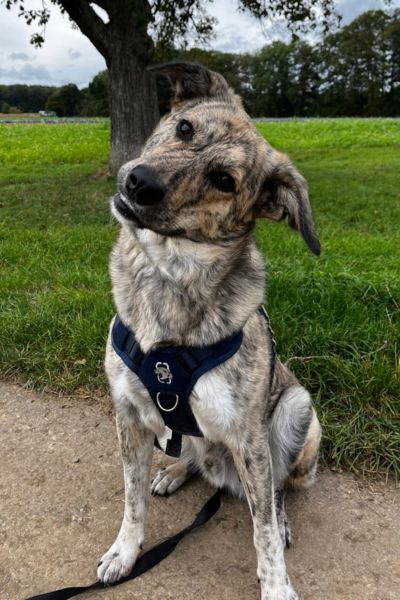 Rüde Bear schaut mit schrägem Hund in die Kamera.