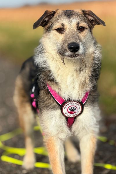 Hündin halloumi steht und schaut aufmerksam in die Kamera.