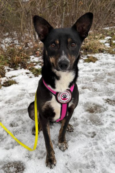 Hündin Bambi schaut neugierig in die Kamera.