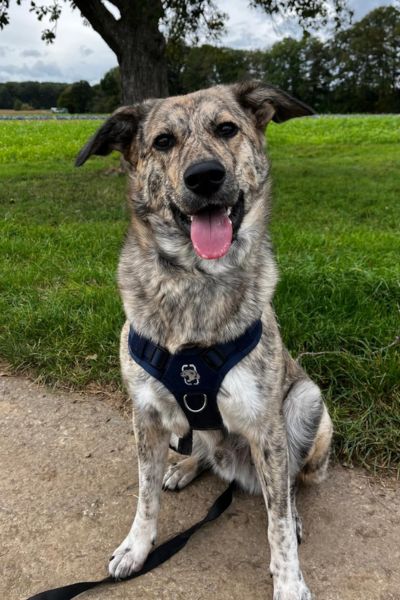 Bear sitzt und schaut hechelnd in die Kamera.
