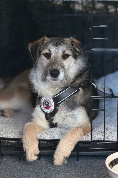 Halloumi liegt in ihrem Körbchen.