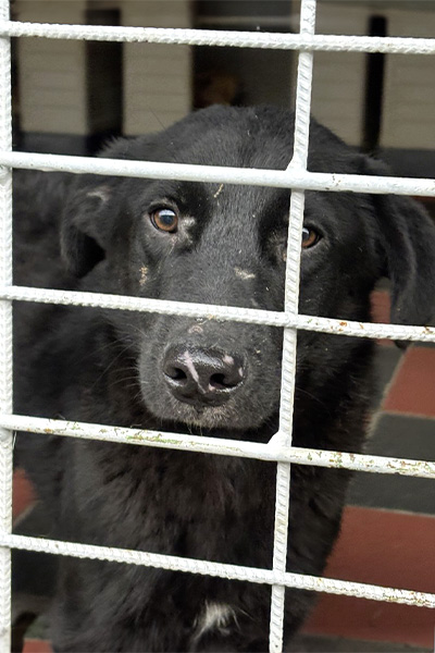 Scotty streckt seine Schnauze durchs Gitter