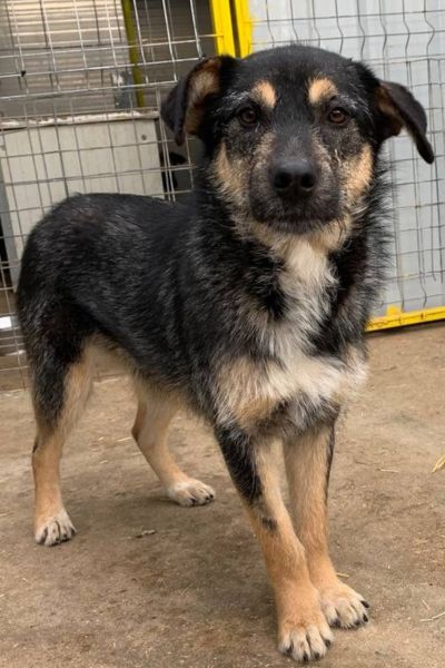 Hündin mit schwarz-braunem Fell steht in ihrem Zwinger und schaut in die Kamera.