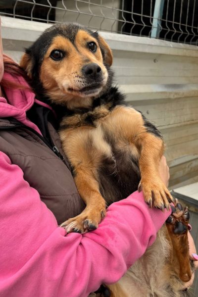 schwarz, braune Hündin wird im Arm gehalten