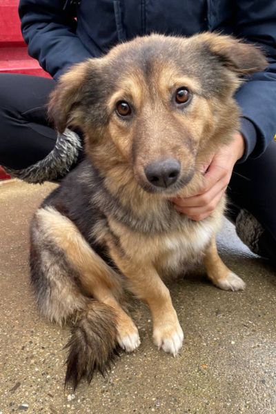 Die dreifarbige, kleine Hündin Bonny schaut in die Kamera.