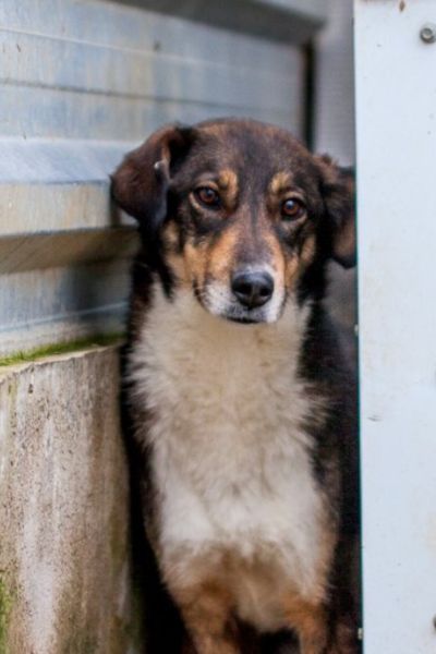 Junghündin Olea steht im Zwinger und schaut neugierig in die Kamera.