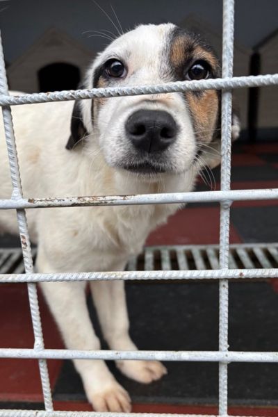 Sesam steht nah am Gitter und schaut flehend hinaus.