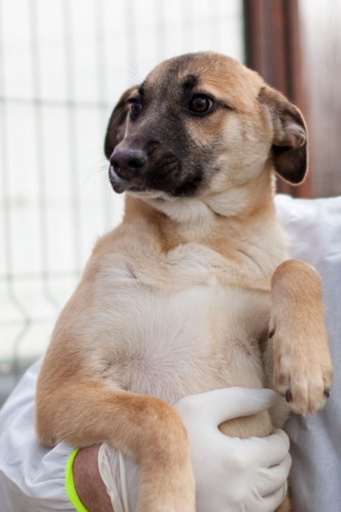 Die junge Azula wird im Arm gehalten und schaut zur Seite.