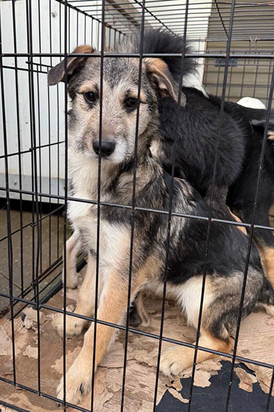 Halloumi sitzt im Käfig mit ihren Geschwistern und schaut in die Kamera