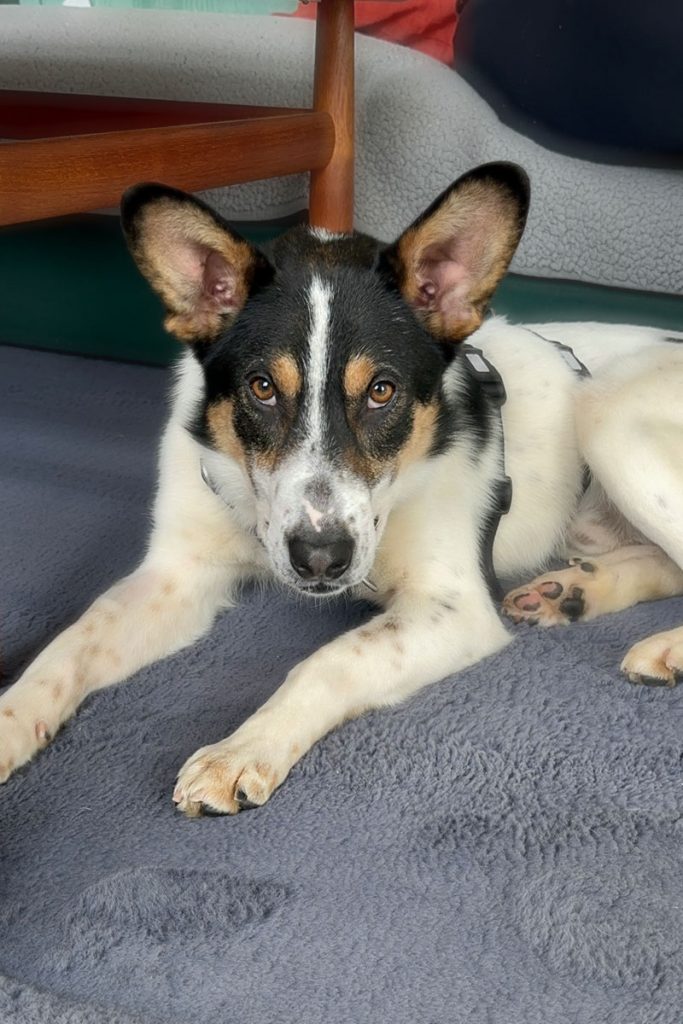 Flash liegt auf Teppich und schaut in die Kamera.