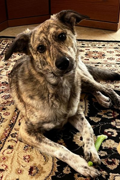 Rüde Bear liegt auf dem Teppich und schaut in die Kamera.