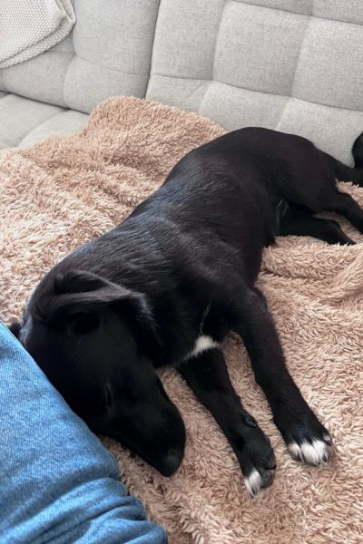 Hündin Mahina schläft auf der Couch.