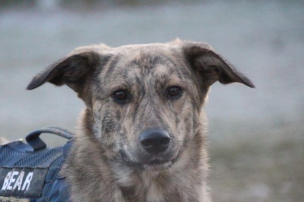Rüde Bear schaut neugierig in die Kamera.