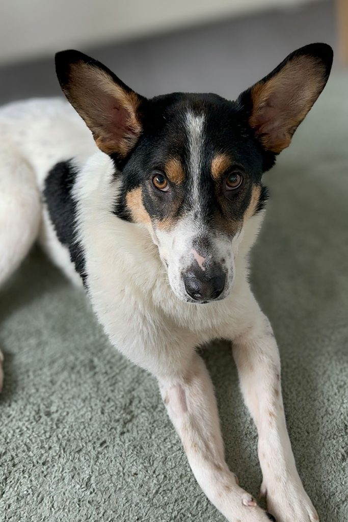 Flash liegt auf Teppich und schaut in die Kamera.