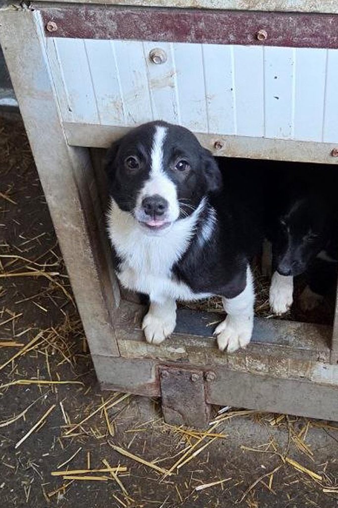 Willow sitzt im Shelter und schaut schüchtern in die Kamera