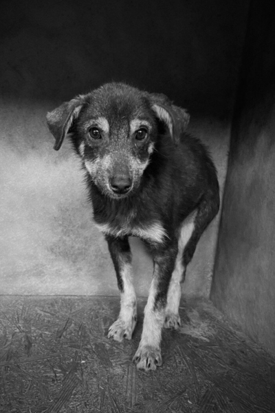 Hund Nr. 6 heißt nun Silver