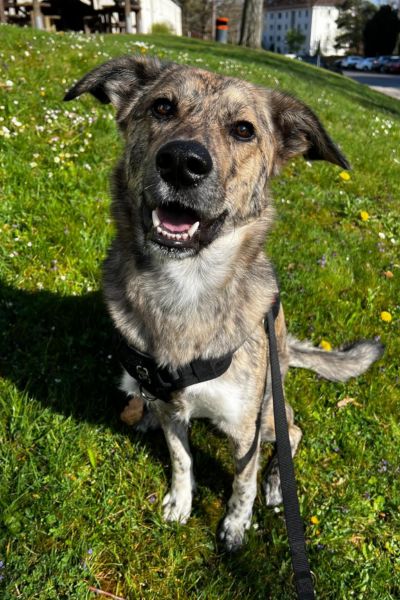 Bear sitzt und schaut in die Kamera.