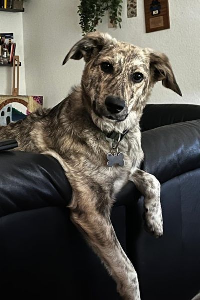 Bear schaut über die Lehne der Couch.