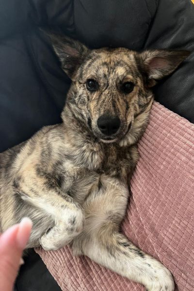 Rüde Bear liegt eingekuschelt auf dem Sofa.
