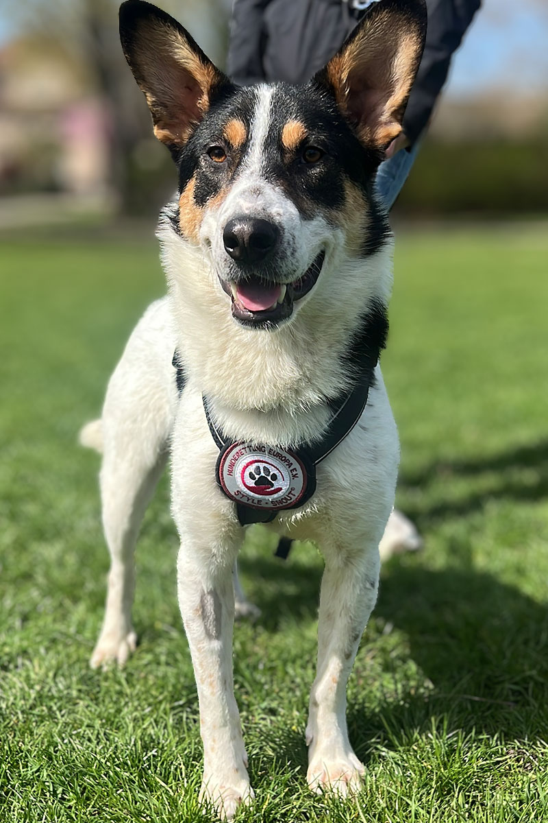 Flash ist draußen an der Leine und lächelt in die Kamera.