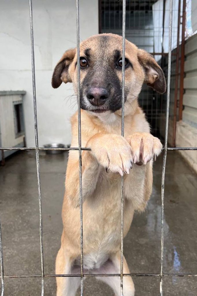 Azula steht in ihrem Shelter, steht auf den Hinterbeinen und schaut traurig durch das Gitter.