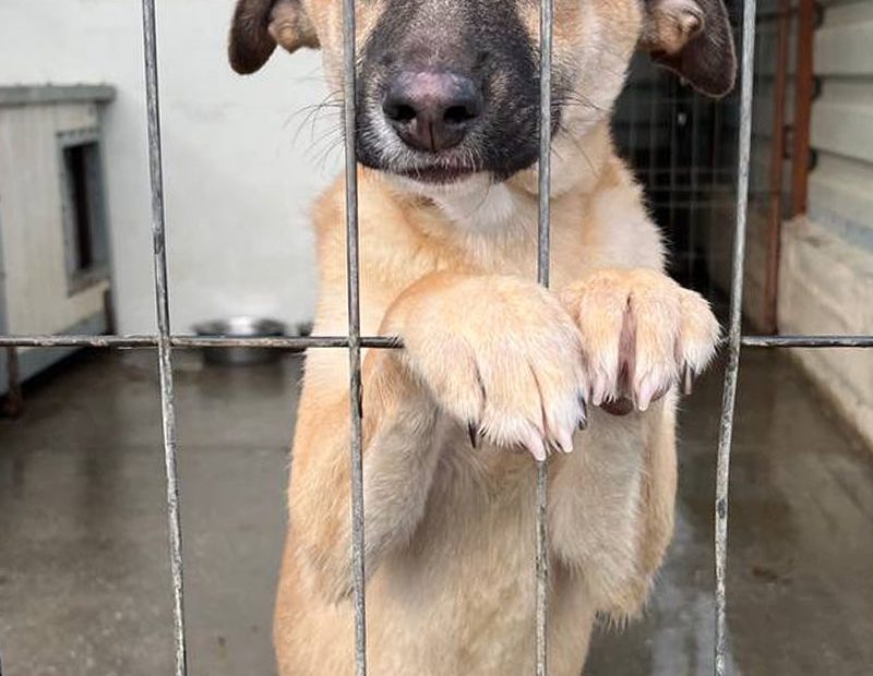 Azula steht in ihrem Shelter, steht auf den Hinterbeinen und schaut traurig durch das Gitter.
