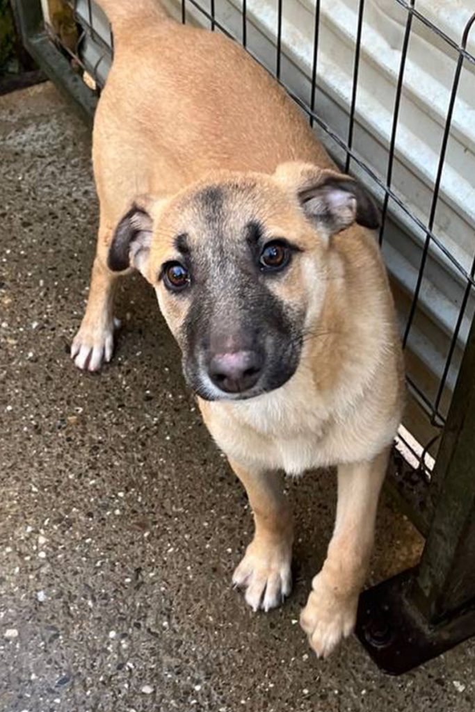 Azula steht in ihrem Shelter und schaut in die Kamera.