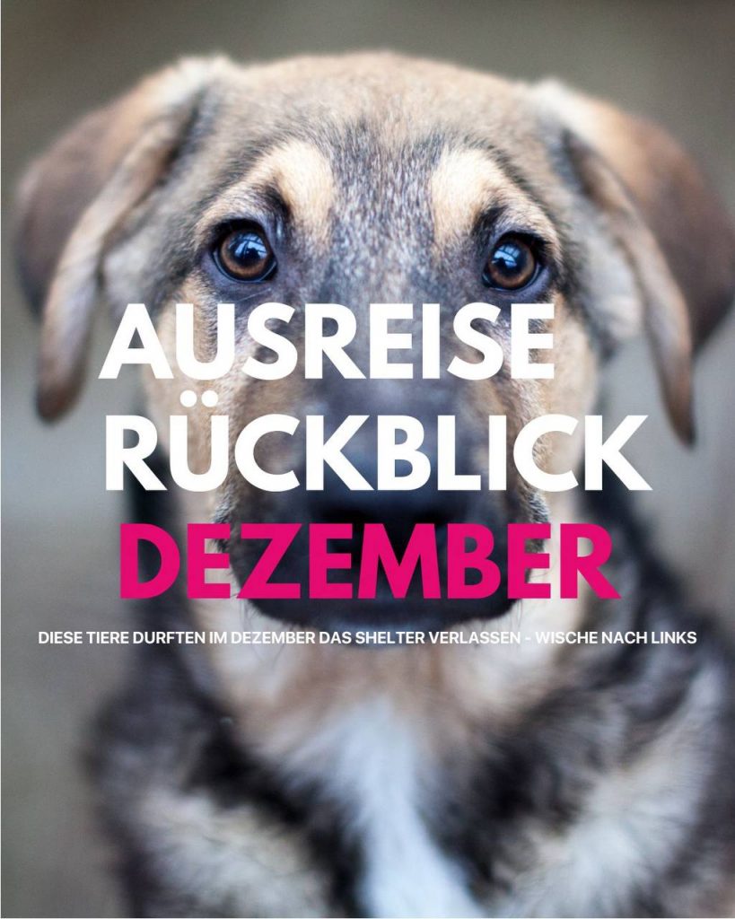 Ausreise-Rueckblick-Dezember-01-2025-Hunderettung-Europa