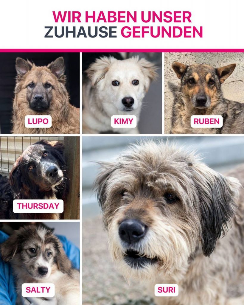 Ausreise-Rueckblick-Dezember-02-2025-Hunderettung-Europa