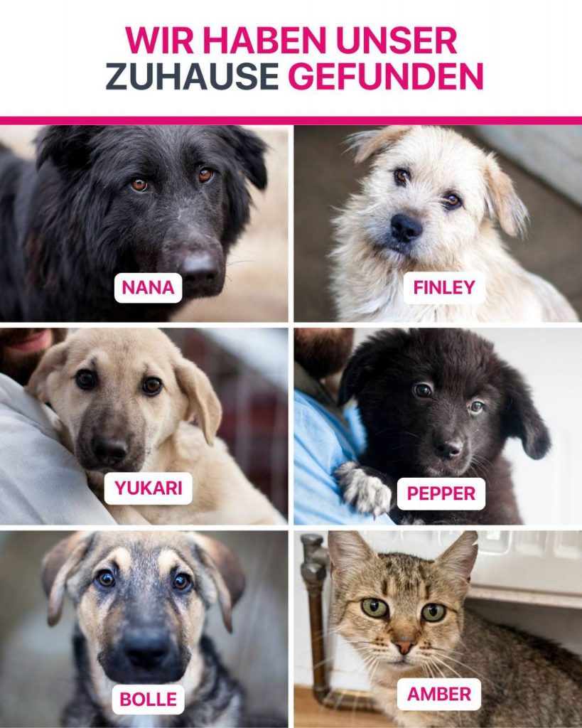 Ausreise-Rueckblick-Dezember-03-2025-Hunderettung-Europa