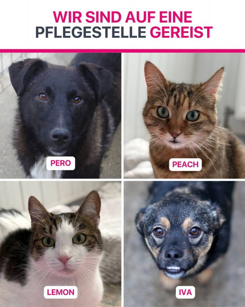 Ausreise-Rueckblick-Dezember-04-2025-Hunderettung-Europa