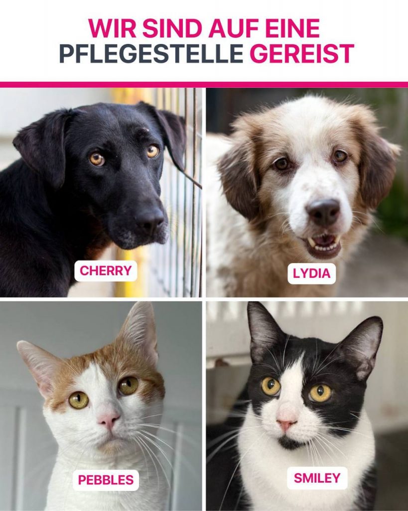 Ausreise-Rueckblick-Dezember-06-2025-Hunderettung-Europa