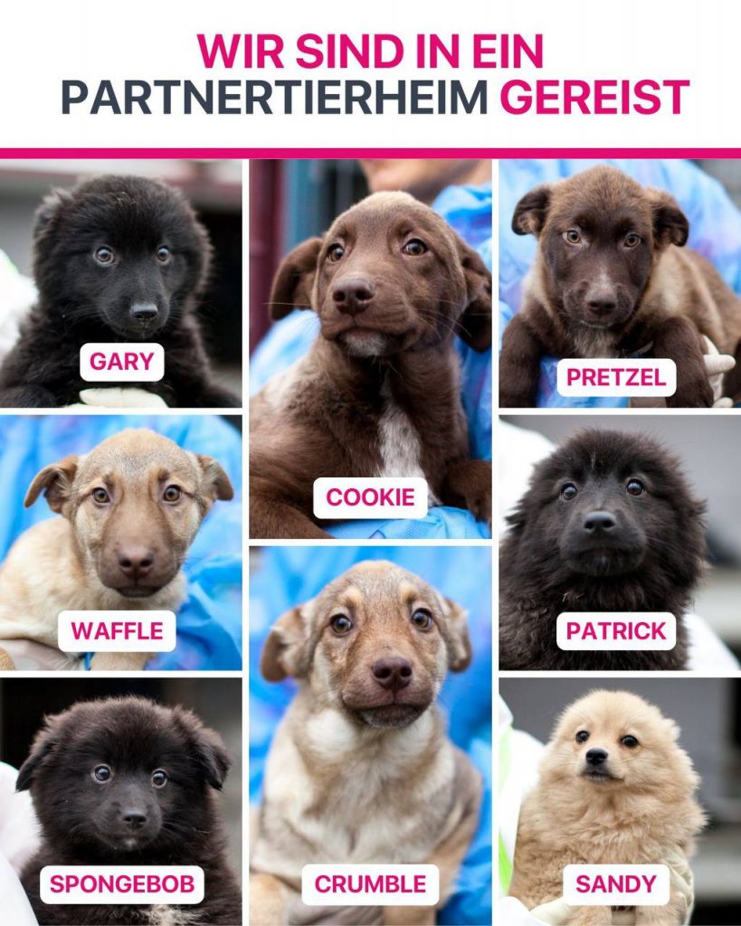 Ausreise-Rueckblick-Dezember-07-2025-Hunderettung-Europa