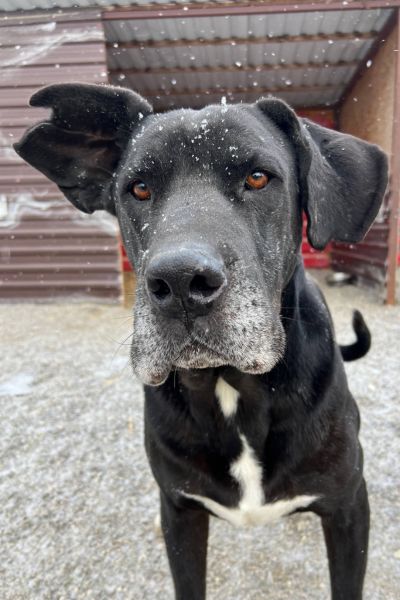 Der große schwarze Rüde Bones schaut traurig in die Kamera