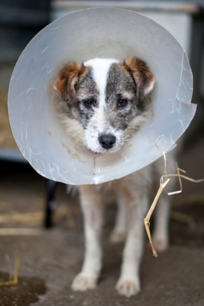 Hund spielt einen Trichter und sieht in die Kamera.