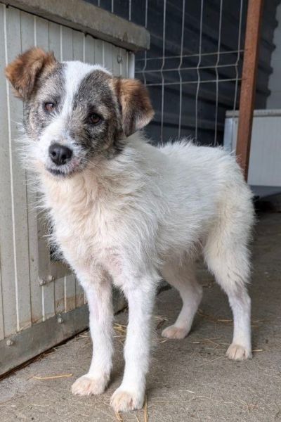 Hund sieht in die Kamera