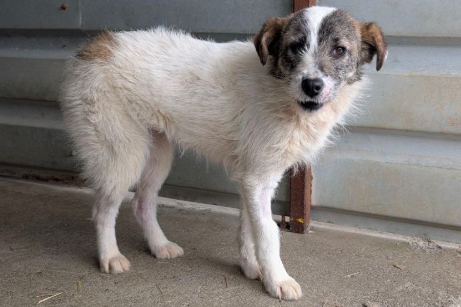 Hund sieht in die Kamera
