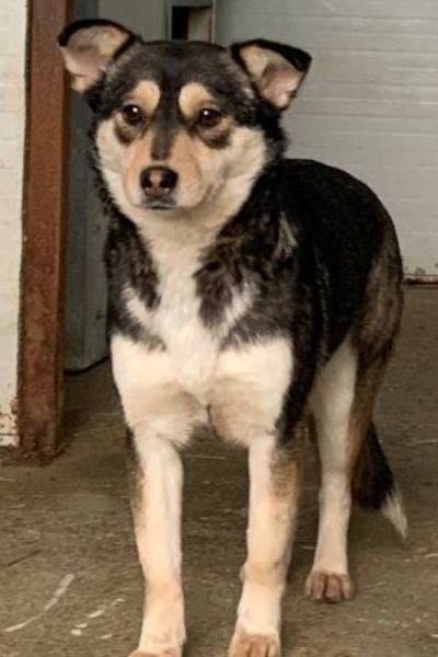 Hund sieht verängstigt in die Kamera