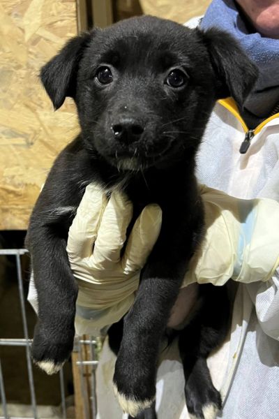 Welpe wird in die Kamera gehalten