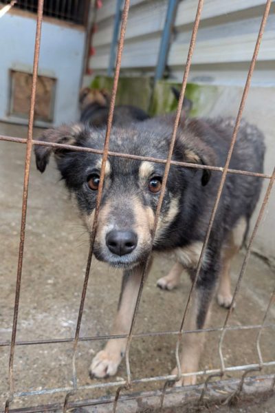 Hund mit schwarz-braunem Fell befindet sich hinter Gittern und schaut in die Kamera.